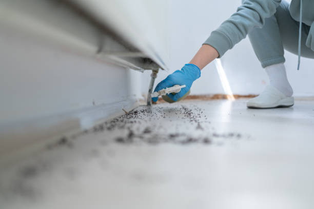Best Flea Control Services  in Riverton, WY